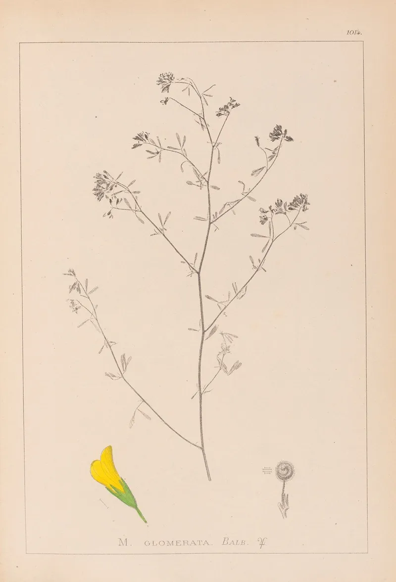 Herbier De La Flore Francaise Pl 0253 by Louis Antoine Cusin - Canvas Print