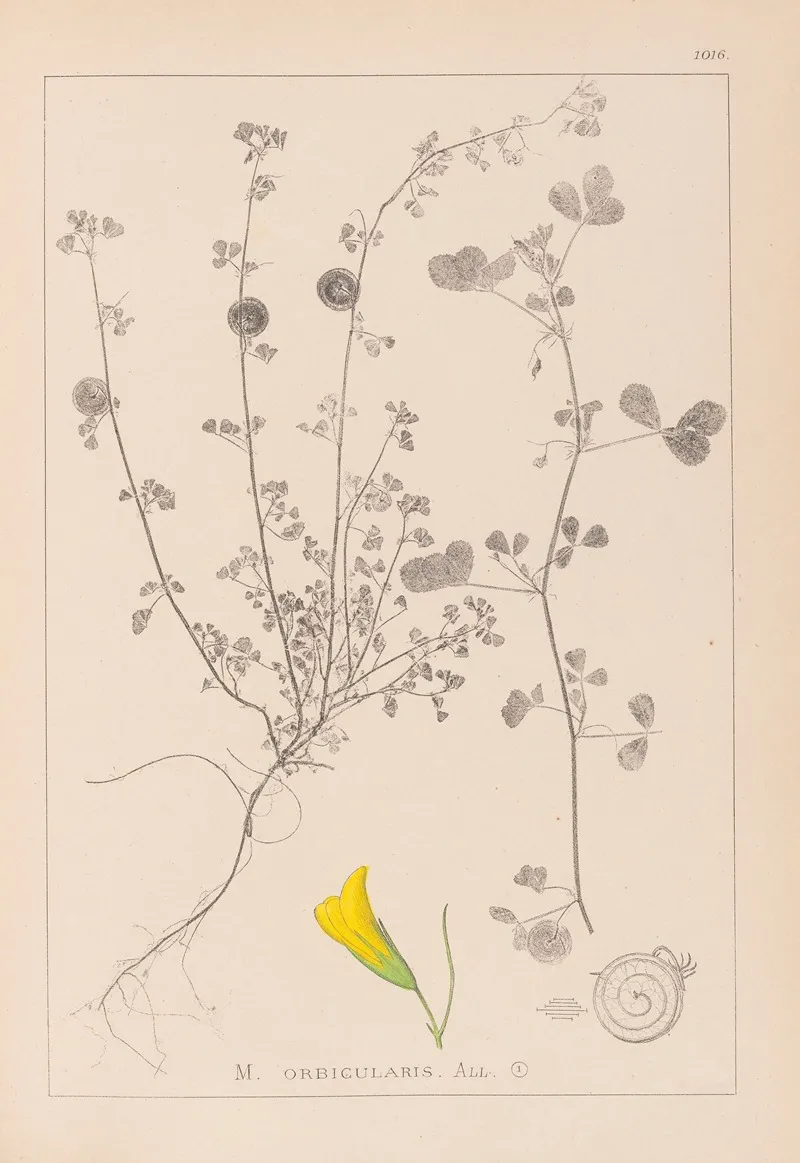Herbier De La Flore Francaise Pl 0255 by Louis Antoine Cusin - Canvas Print