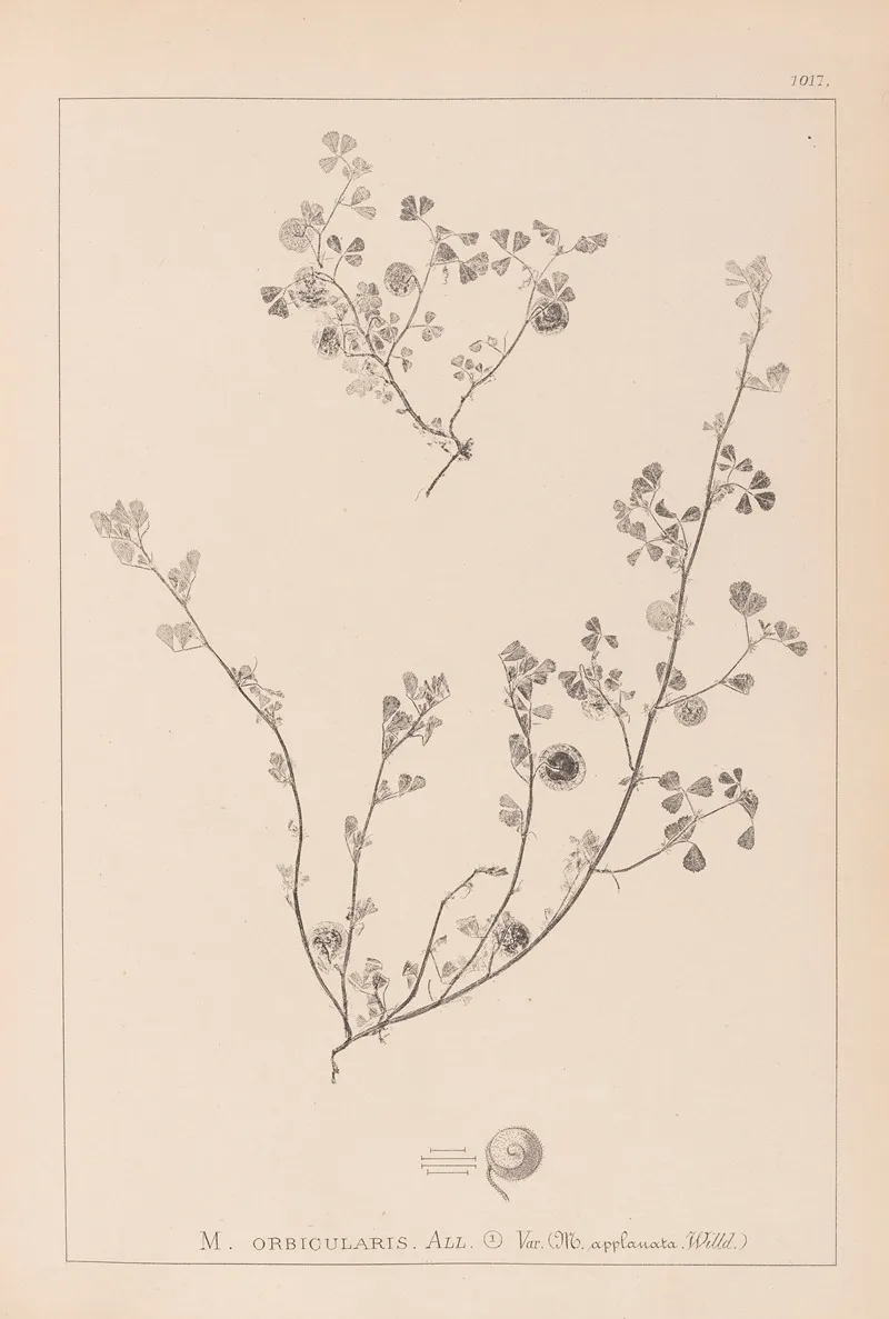 Herbier De La Flore Francaise Pl 0256 by Louis Antoine Cusin - Canvas Print