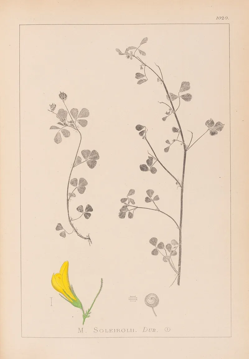 Herbier De La Flore Francaise Pl 0259 by Louis Antoine Cusin - Canvas Print
