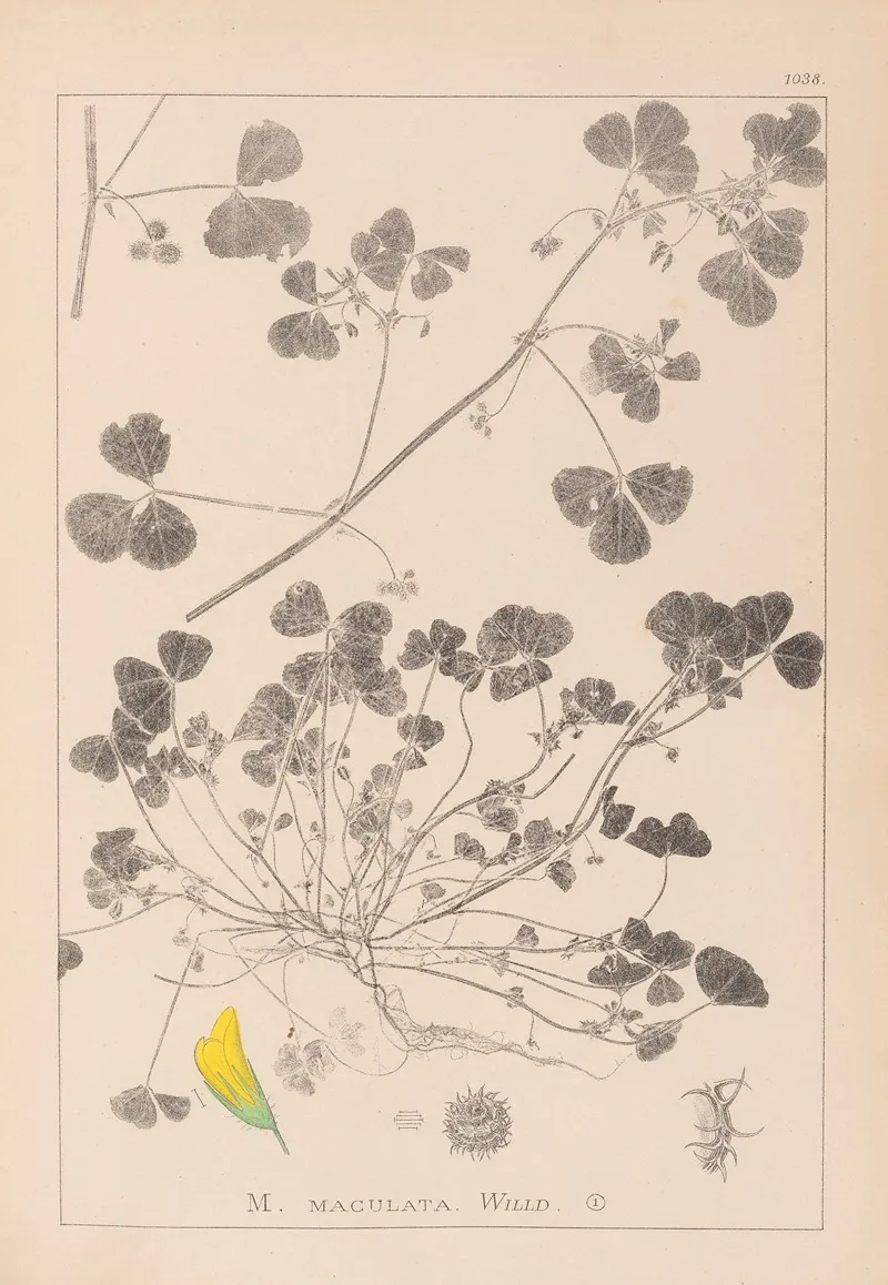Herbier De La Flore Francaise Pl 0276 by Louis Antoine Cusin - Canvas Print