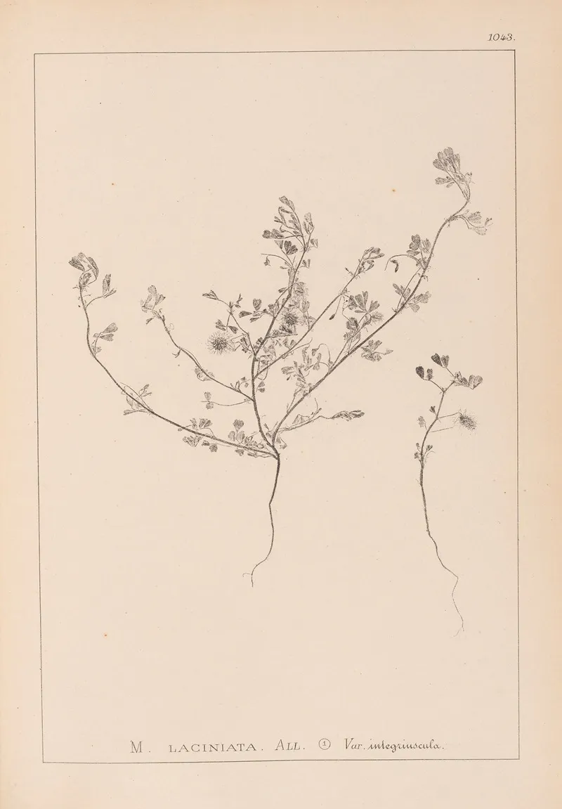 Herbier De La Flore Francaise Pl 0281 by Louis Antoine Cusin - Canvas Print