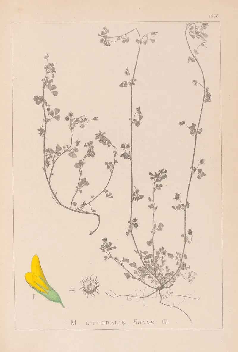Herbier De La Flore Francaise Pl 0284 by Louis Antoine Cusin - Canvas Print