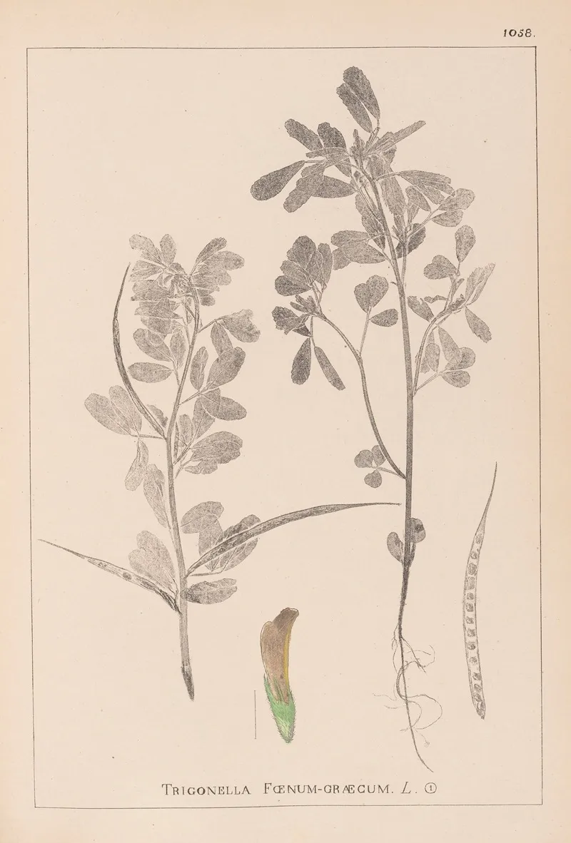 Herbier De La Flore Francaise Pl 0295 by Louis Antoine Cusin - Canvas Print