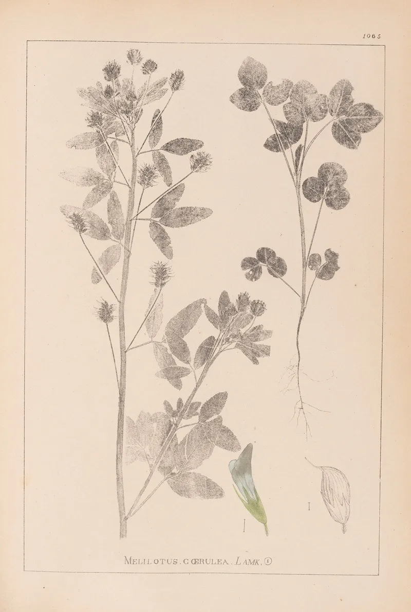 Herbier De La Flore Francaise Pl 0302 by Louis Antoine Cusin - Canvas Print