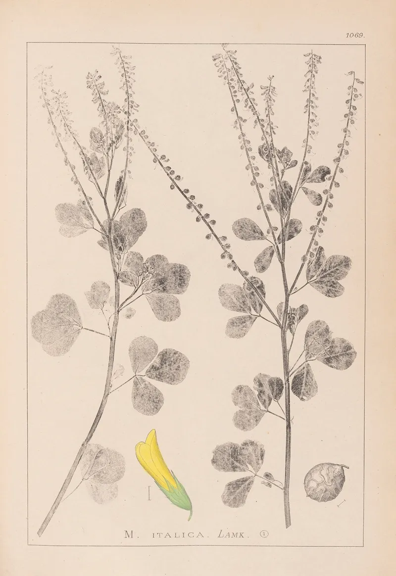 Herbier De La Flore Francaise Pl 0306 by Louis Antoine Cusin - Canvas Print