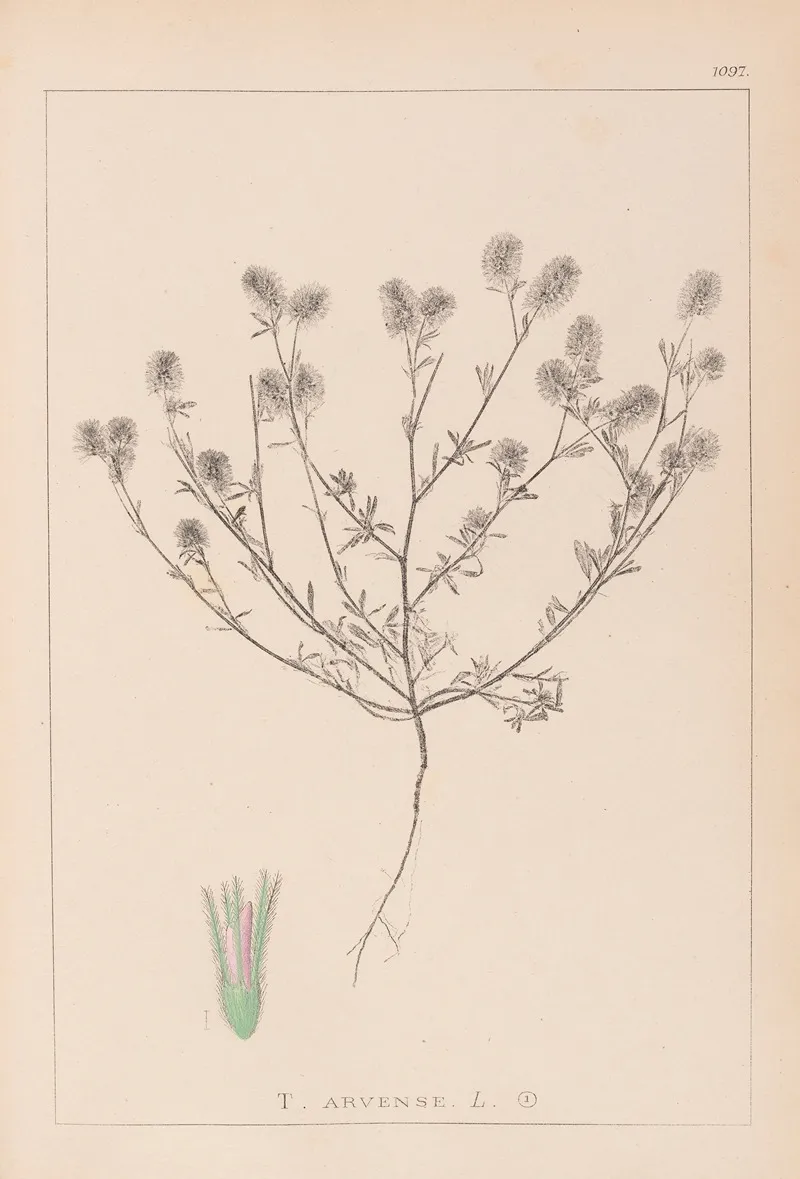Herbier De La Flore Francaise Pl 0334 by Louis Antoine Cusin - Canvas Print
