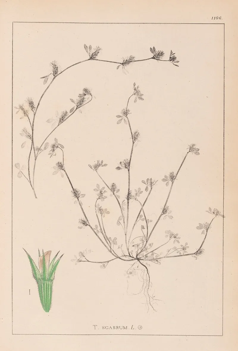 Herbier De La Flore Francaise Pl 0342 by Louis Antoine Cusin - Canvas Print