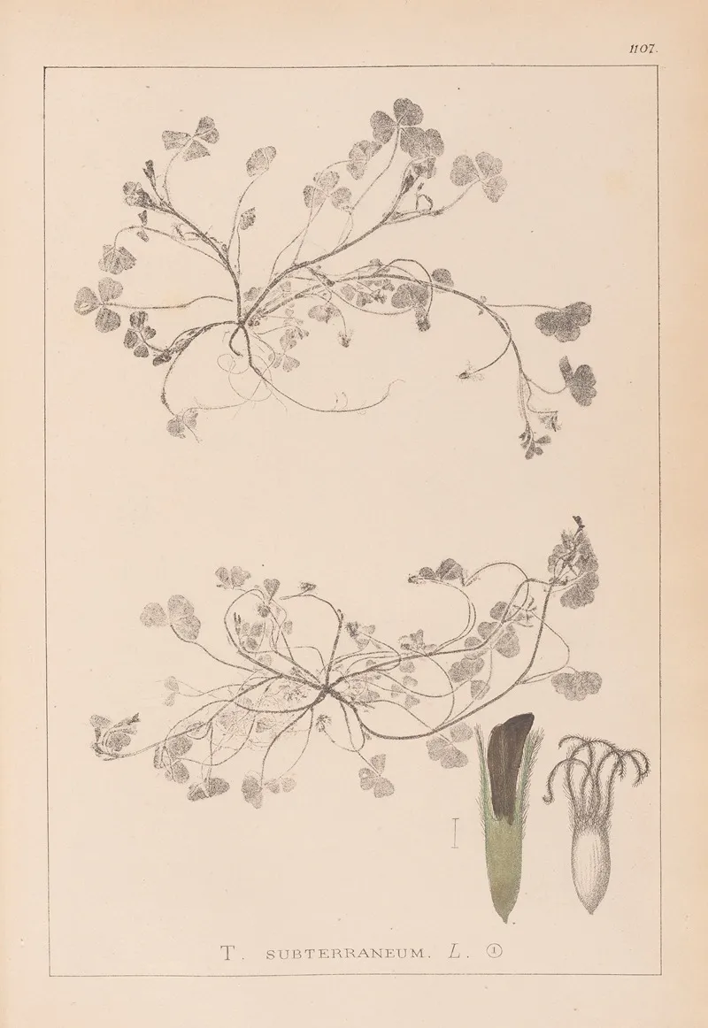 Herbier De La Flore Francaise Pl 0343 by Louis Antoine Cusin - Canvas Print