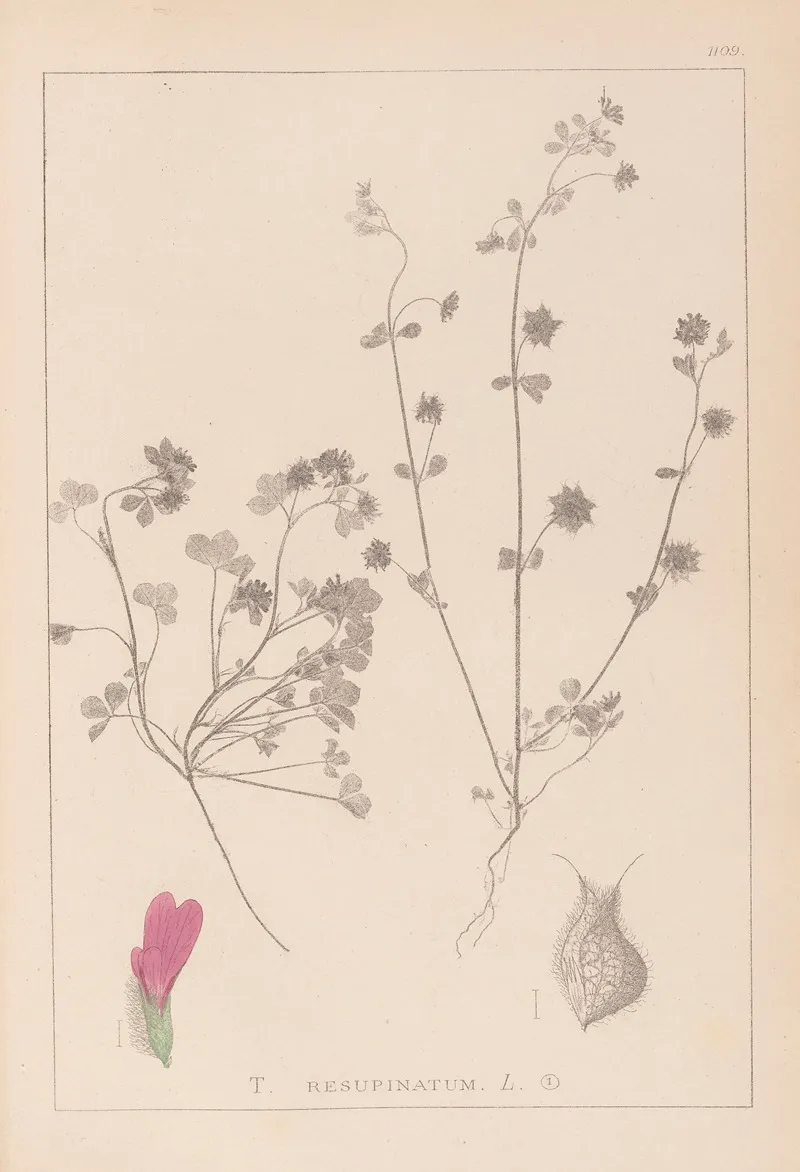 Herbier De La Flore Francaise Pl 0345 by Louis Antoine Cusin - Canvas Print