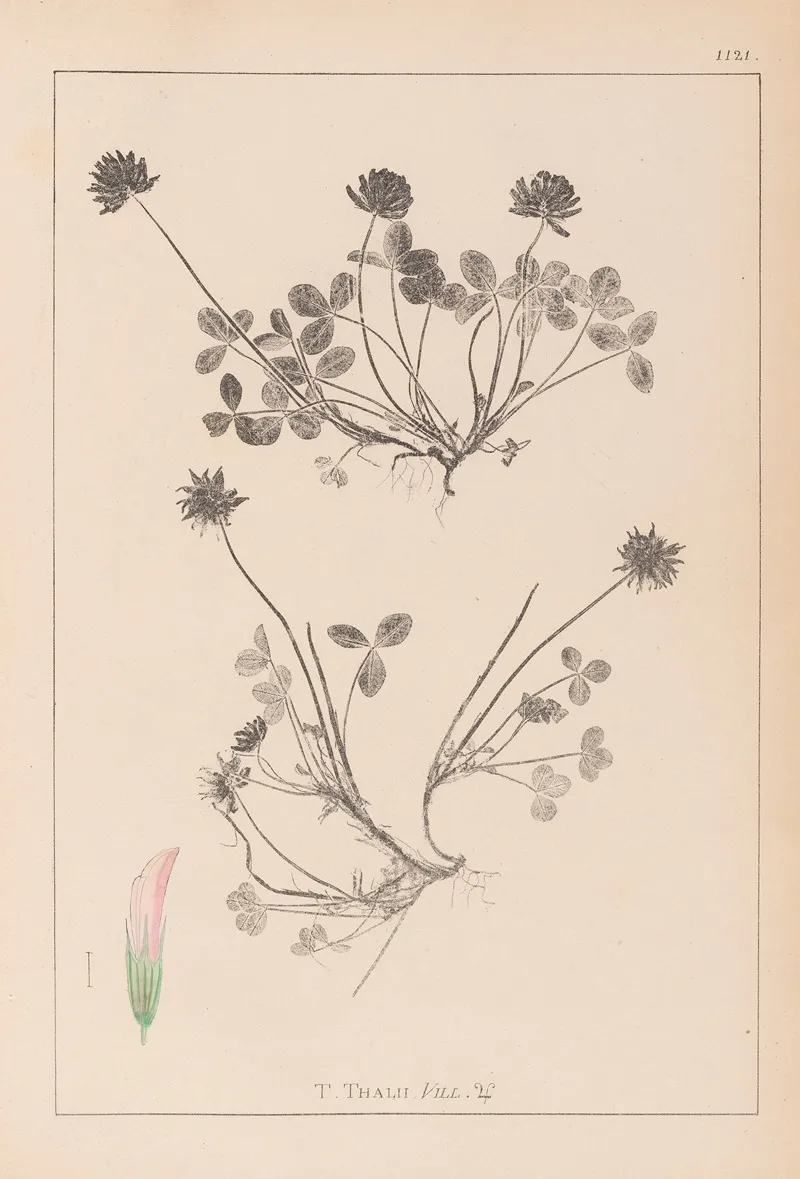 Herbier De La Flore Francaise Pl 0356 by Louis Antoine Cusin - Canvas Print
