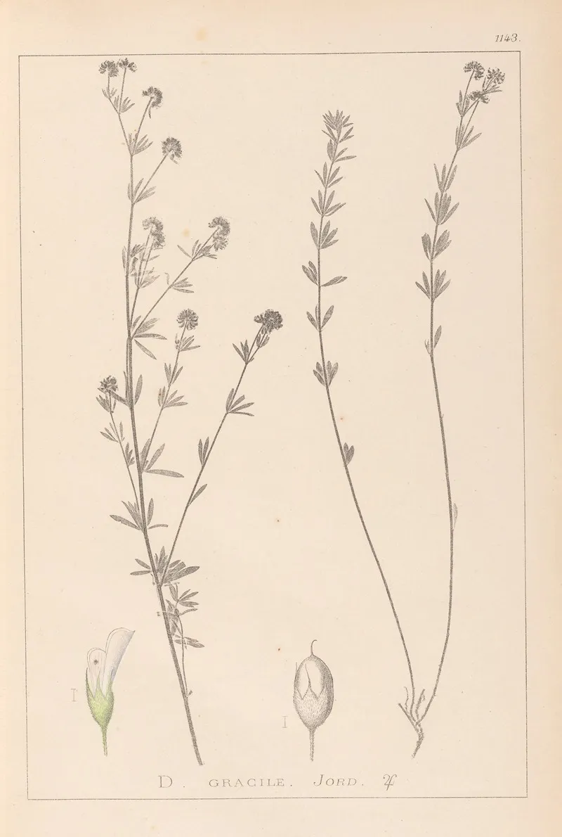 Herbier De La Flore Francaise Pl 0377 by Louis Antoine Cusin - Canvas Print