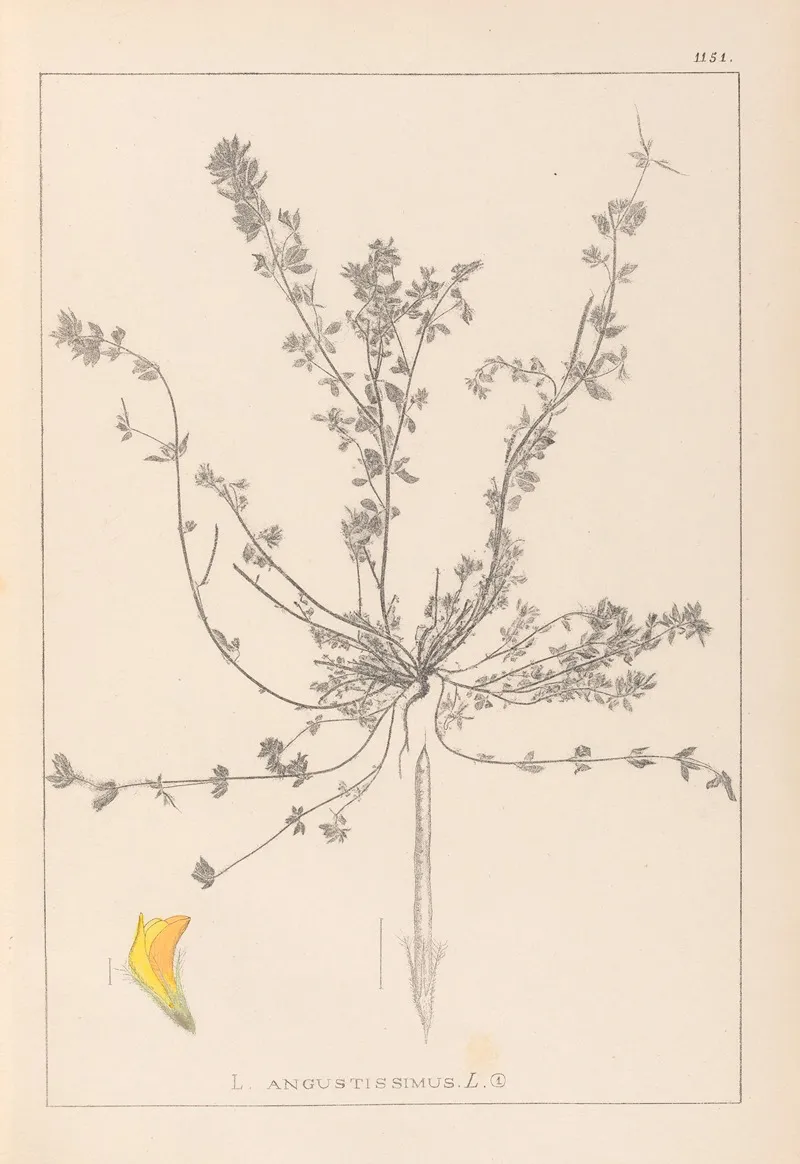 Herbier De La Flore Francaise Pl 0385
