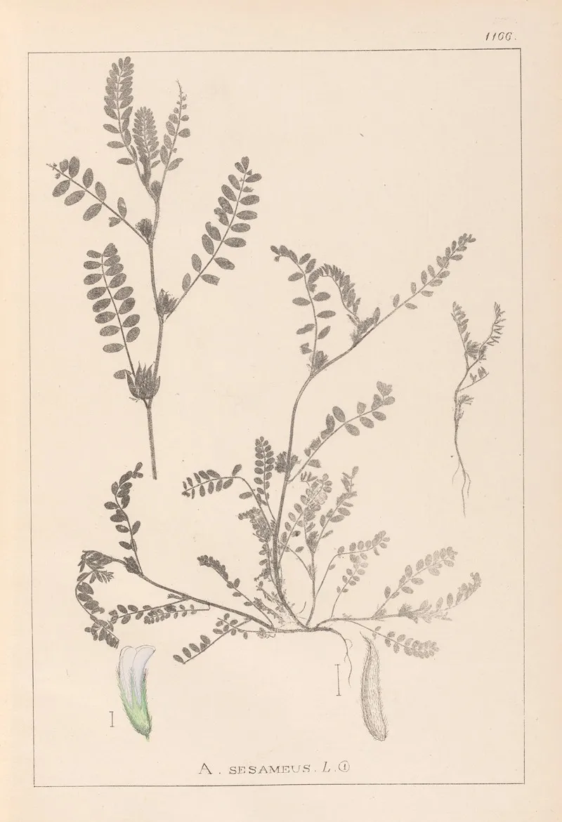 Herbier De La Flore Francaise Pl 0400 by Louis Antoine Cusin - Canvas Print