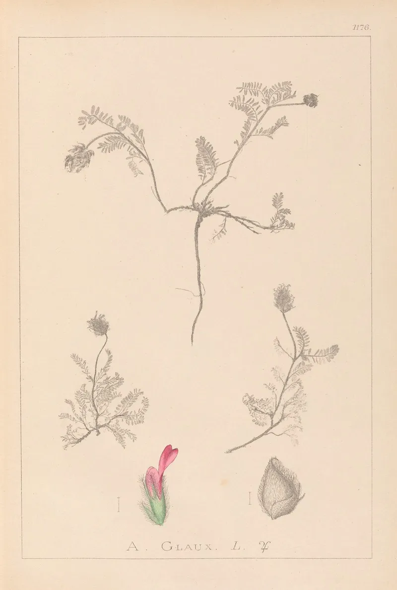 Herbier De La Flore Francaise Pl 0410 by Louis Antoine Cusin - Canvas Print
