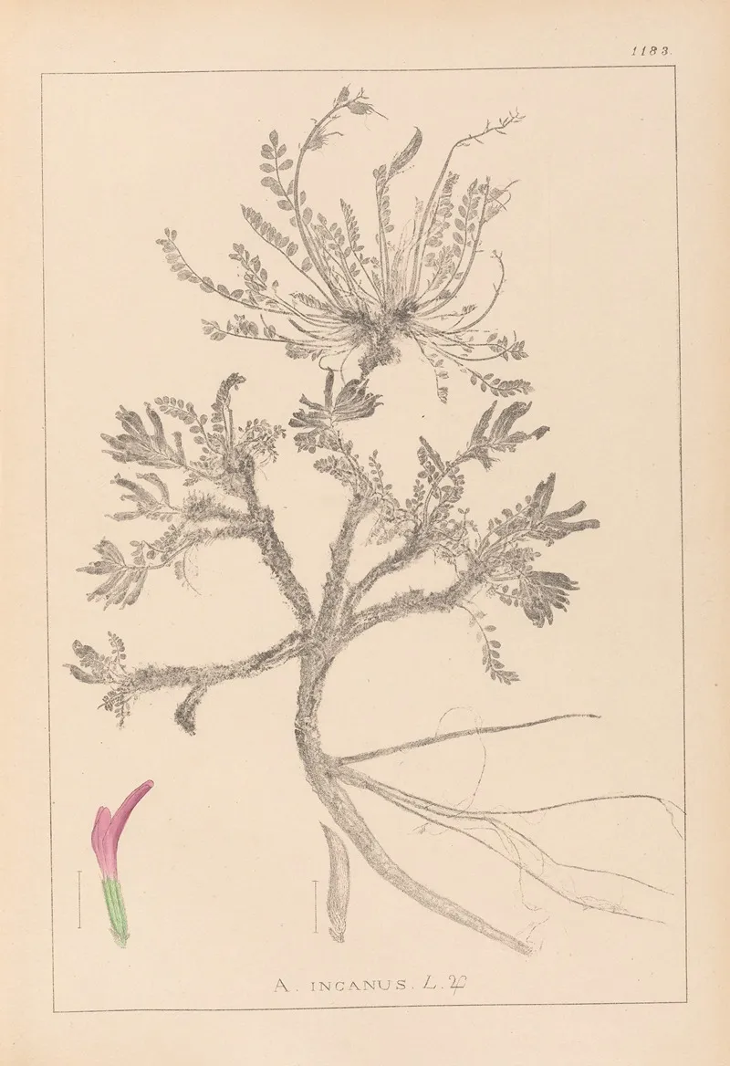 Herbier De La Flore Francaise Pl 0417 by Louis Antoine Cusin - Canvas Print