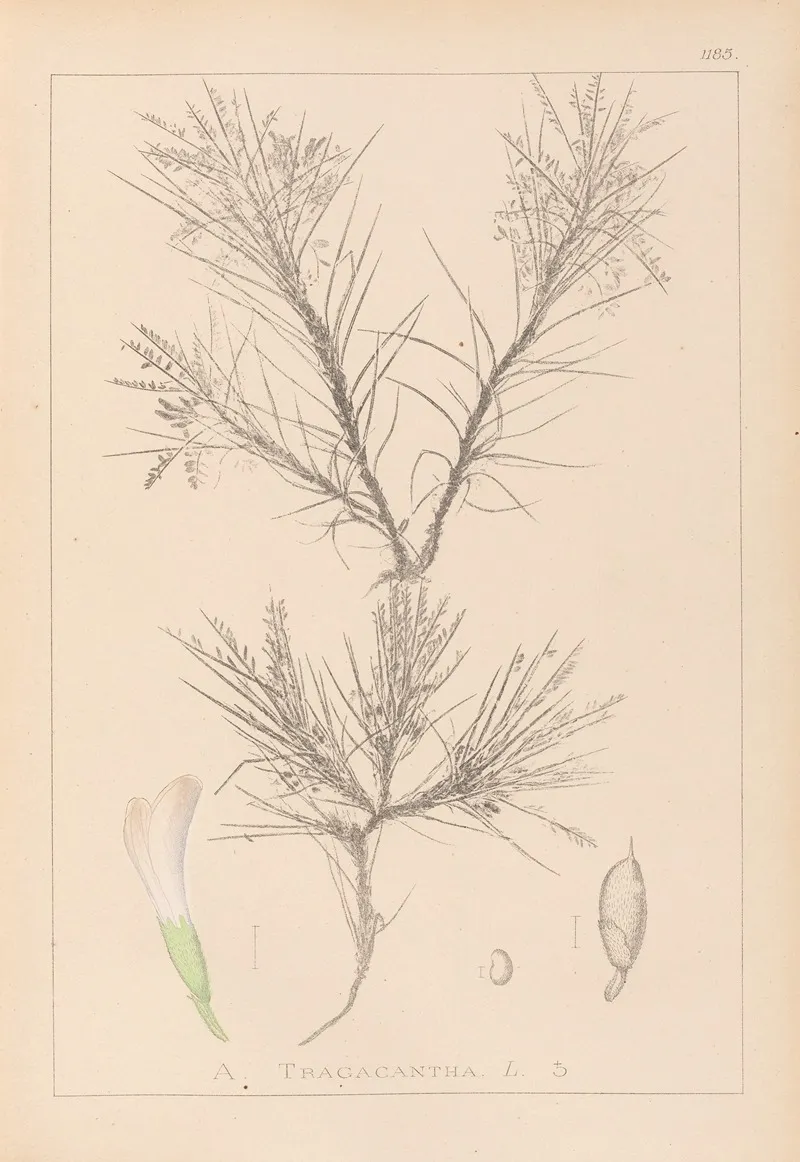 Herbier De La Flore Francaise Pl 0419 by Louis Antoine Cusin - Canvas Print