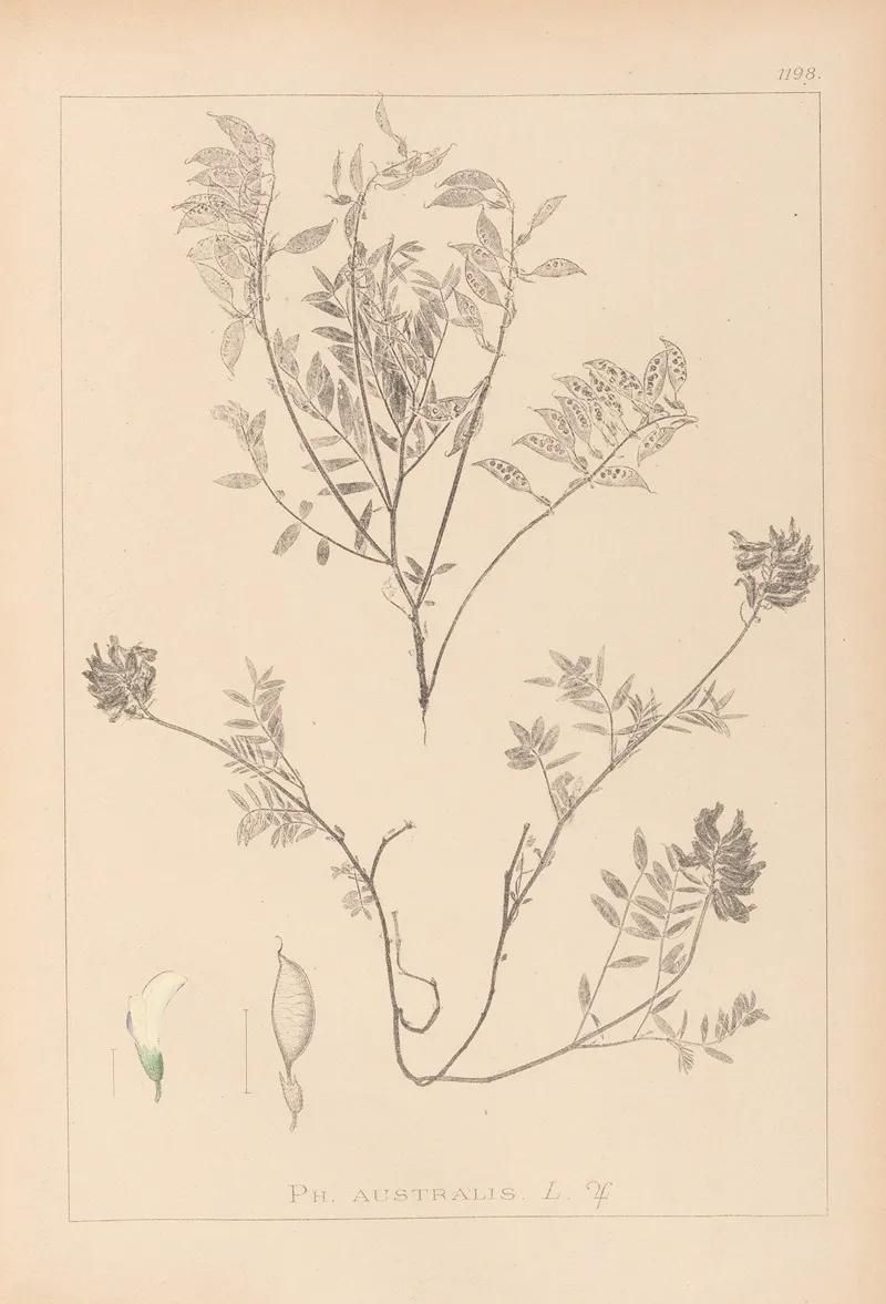 Herbier De La Flore Francaise Pl 0432 by Louis Antoine Cusin - Canvas Print