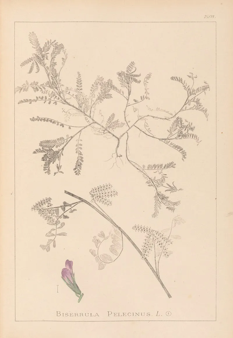 Herbier De La Flore Francaise Pl 0435 by Louis Antoine Cusin - Canvas Print