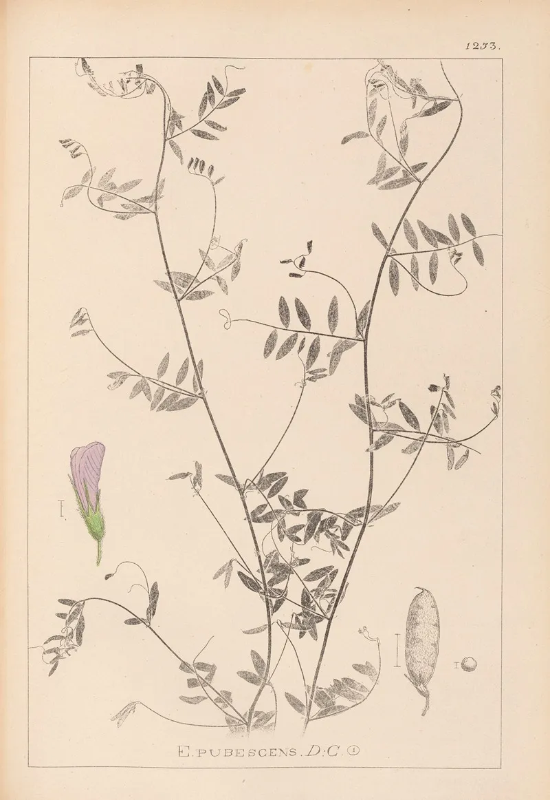 Herbier De La Flore Francaise Pl 0485 by Louis Antoine Cusin - Canvas Print