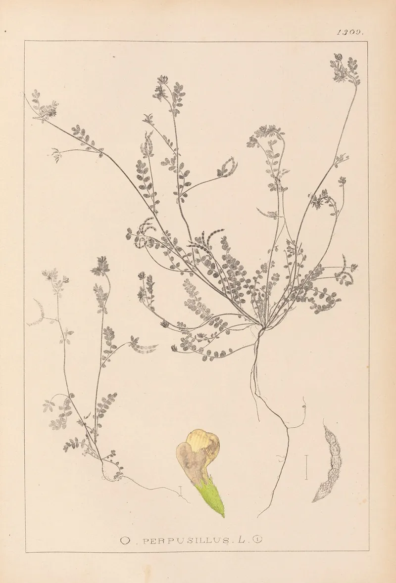 Herbier De La Flore Francaise Pl 0541 by Louis Antoine Cusin - Canvas Print