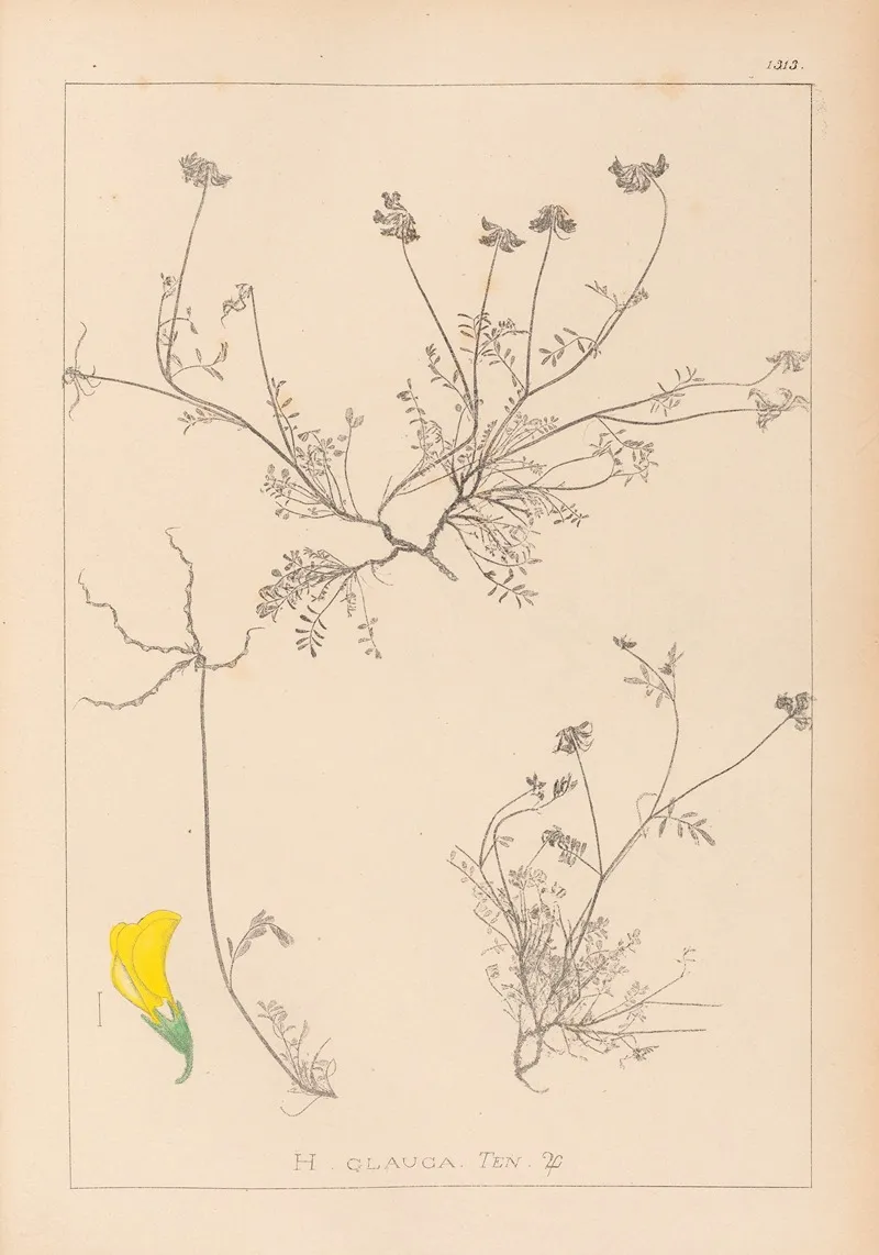 Herbier De La Flore Francaise Pl 0545 by Louis Antoine Cusin - Canvas Print