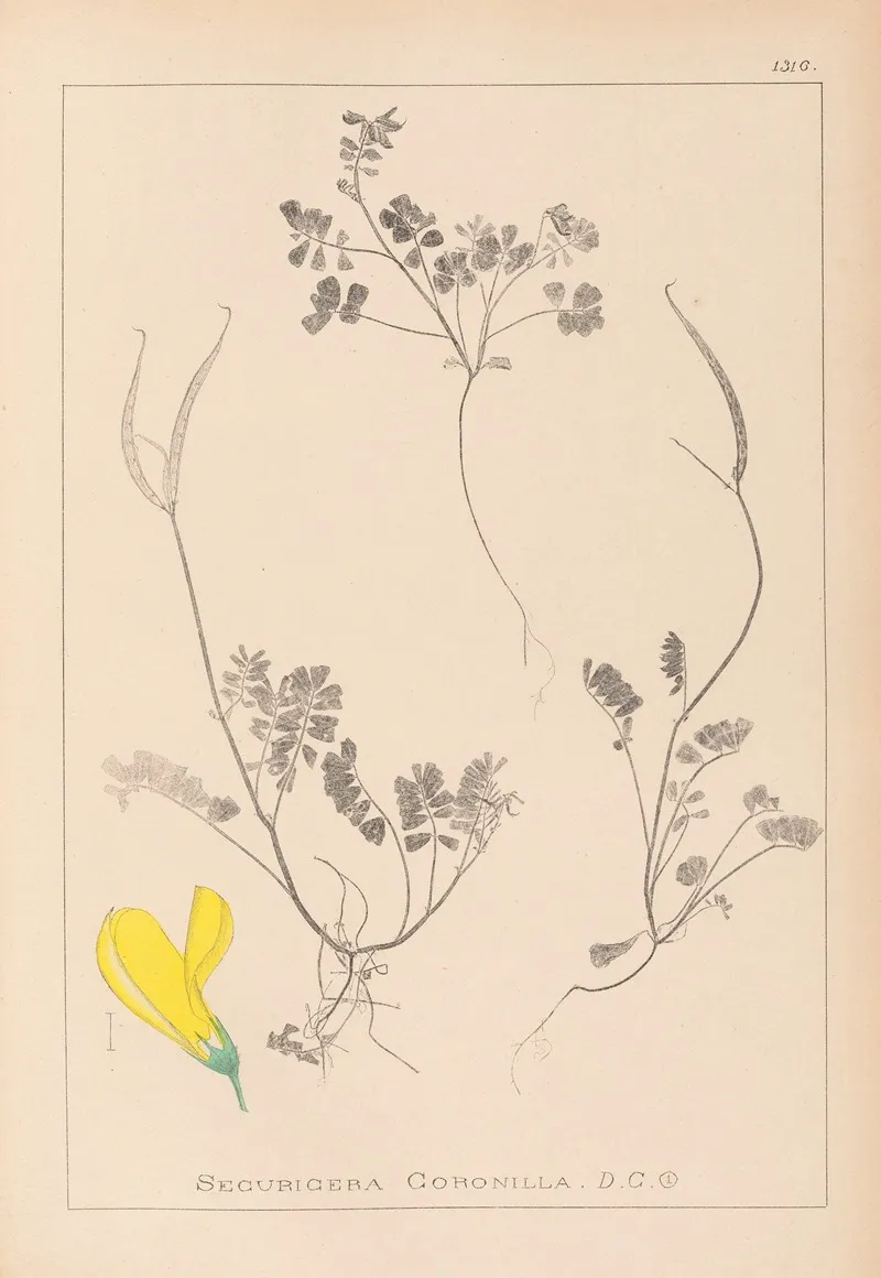 Herbier De La Flore Francaise Pl 0548 by Louis Antoine Cusin - Canvas Print