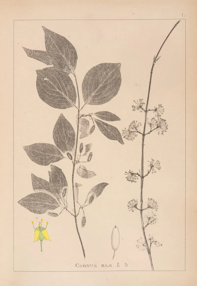 Herbier De La Flore Francaise Pl 0563 by Louis Antoine Cusin - Canvas Print
