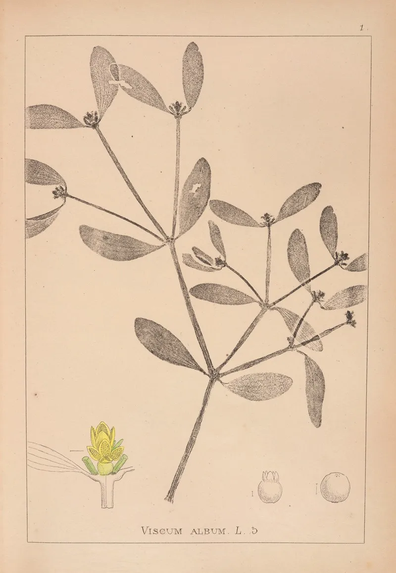 Herbier De La Flore Francaise Pl 0565 by Louis Antoine Cusin - Canvas Print