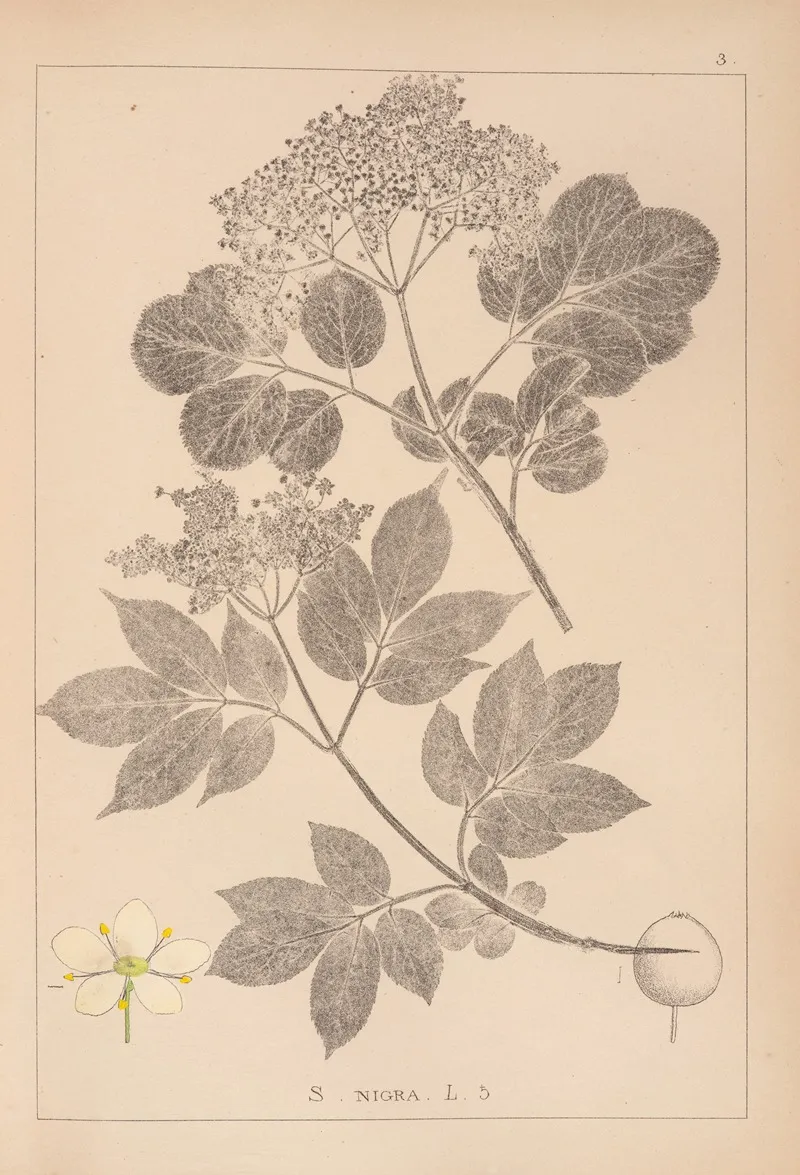 Herbier De La Flore Francaise Pl 0569 by Louis Antoine Cusin - Canvas Print