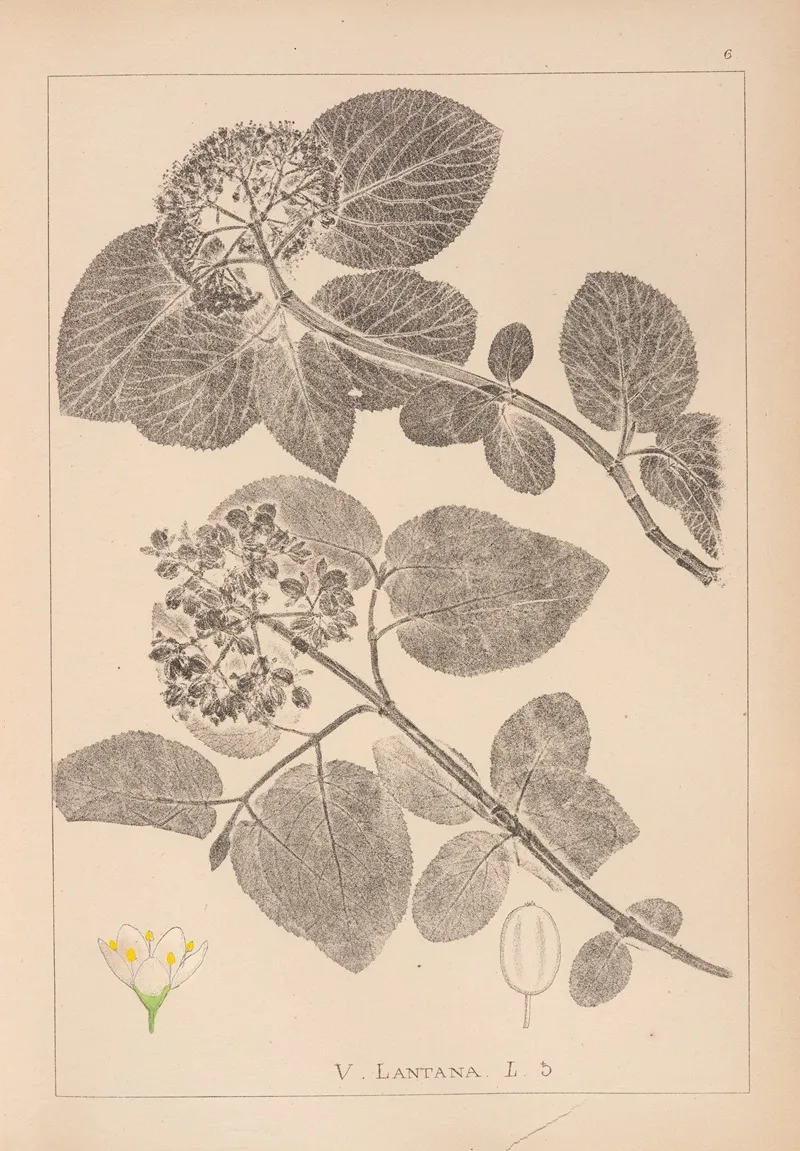 Herbier De La Flore Francaise Pl 0572 by Louis Antoine Cusin - Canvas Print