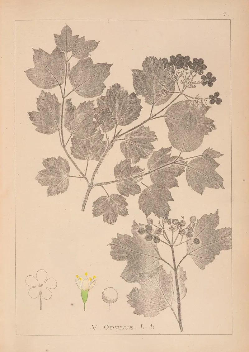 Herbier De La Flore Francaise Pl 0573 by Louis Antoine Cusin - Canvas Print