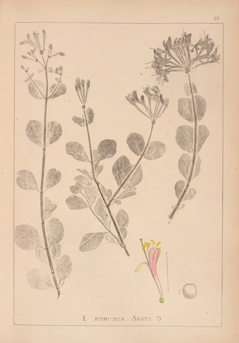 Herbier De La Flore Francaise Pl 0576 by Louis Antoine Cusin - Canvas Print