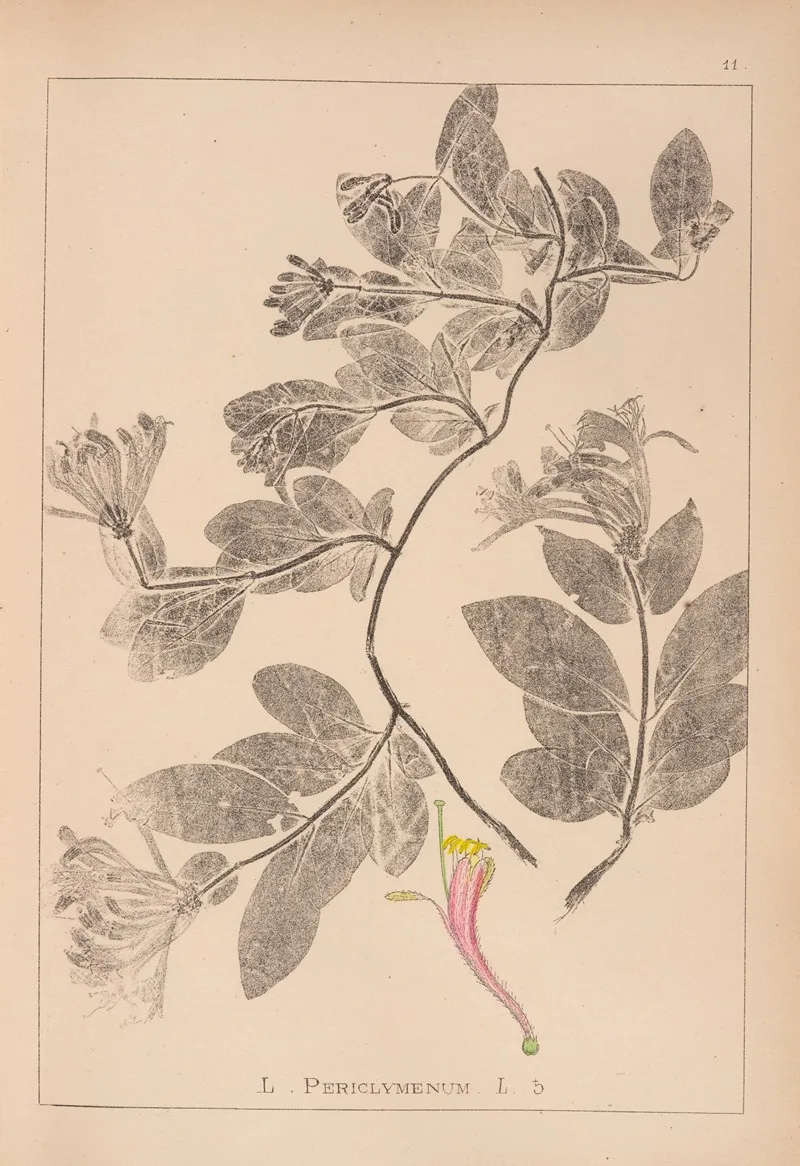 Herbier De La Flore Francaise Pl 0577 by Louis Antoine Cusin - Canvas Print