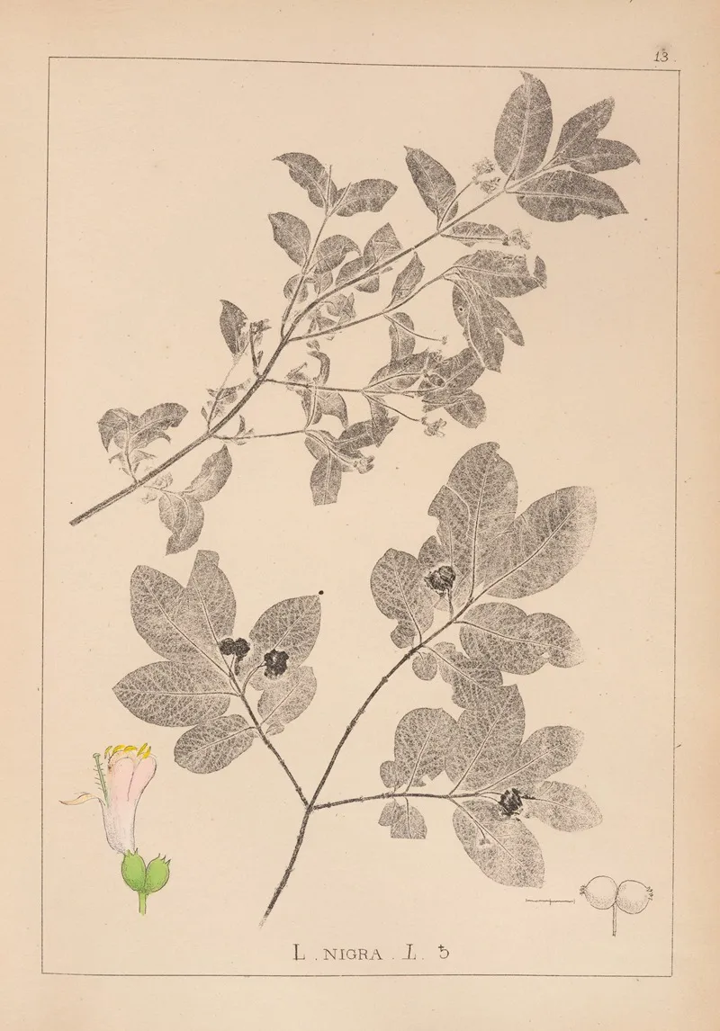 Herbier De La Flore Francaise Pl 0579 by Louis Antoine Cusin - Canvas Print