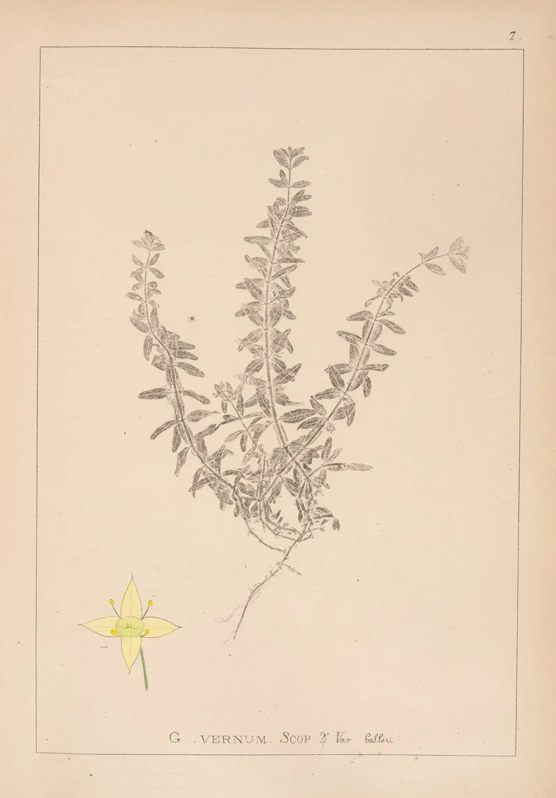 Herbier De La Flore Francaise Pl 0589 by Louis Antoine Cusin - Canvas Print
