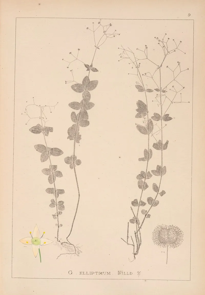 Herbier De La Flore Francaise Pl 0591 by Louis Antoine Cusin - Canvas Print