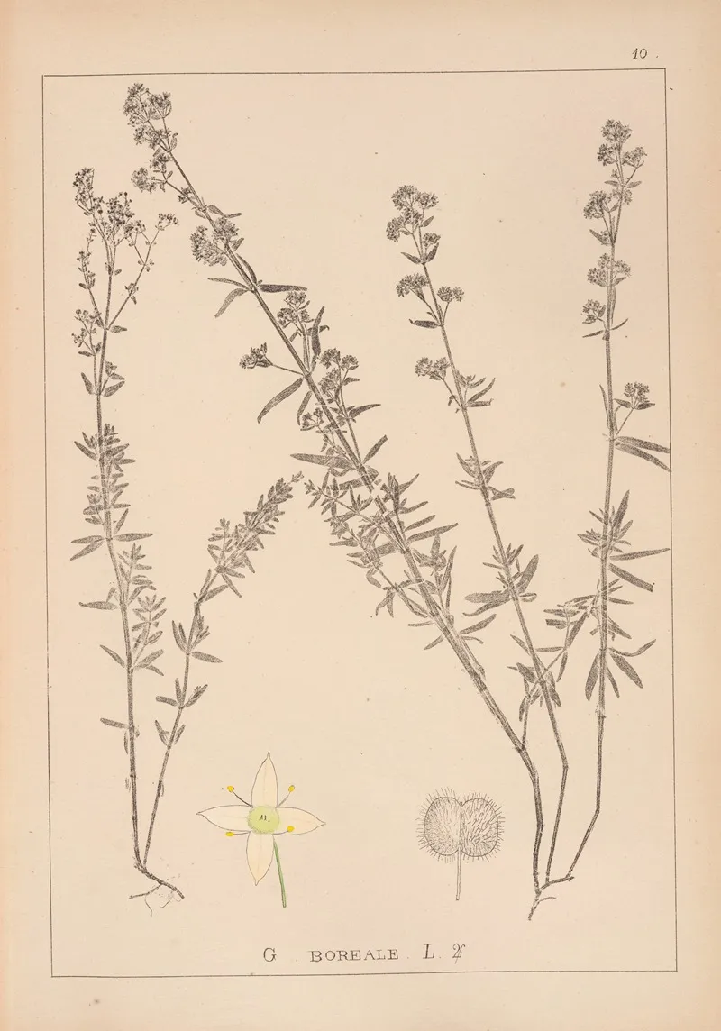 Herbier De La Flore Francaise Pl 0592 by Louis Antoine Cusin - Canvas Print