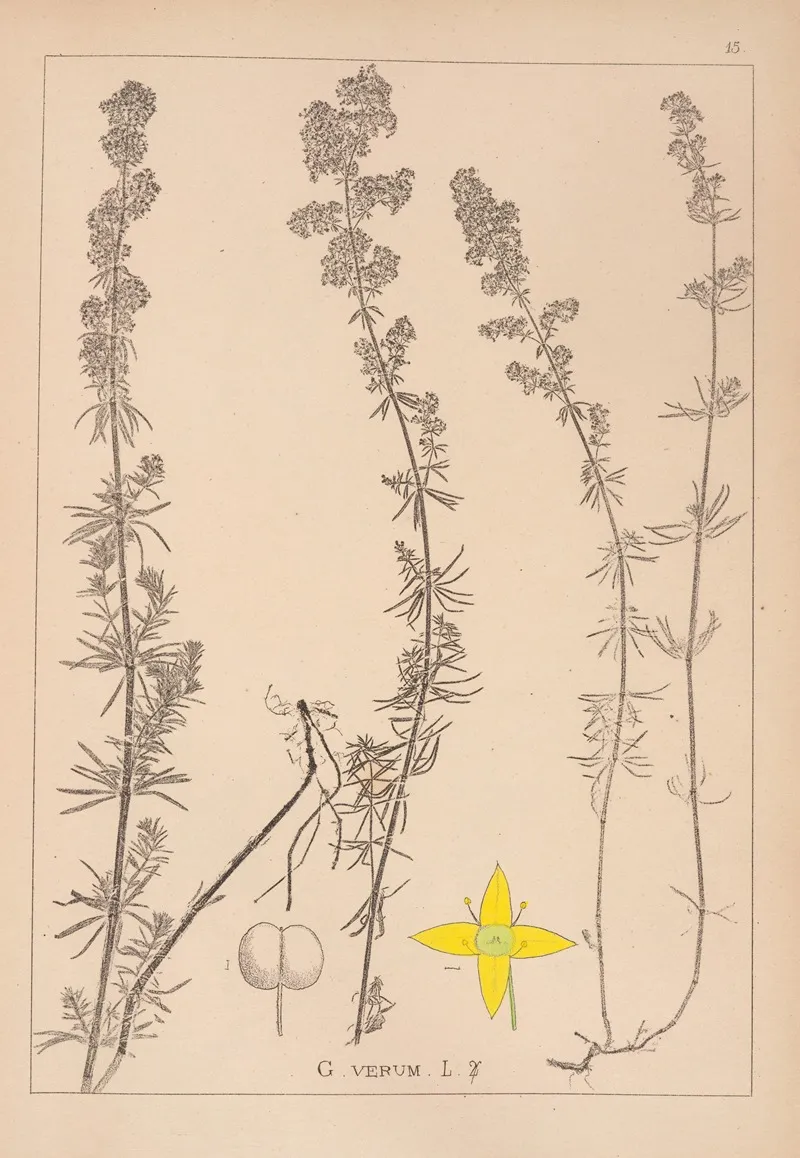 Herbier De La Flore Francaise Pl 0597 by Louis Antoine Cusin - Canvas Print