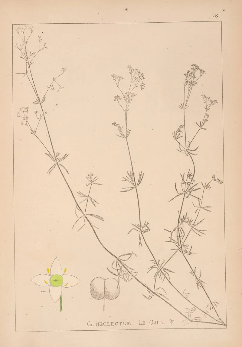 Herbier De La Flore Francaise Pl 0607 by Louis Antoine Cusin - Canvas Print