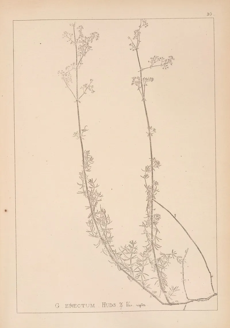 Herbier De La Flore Francaise Pl 0609 by Louis Antoine Cusin - Canvas Print