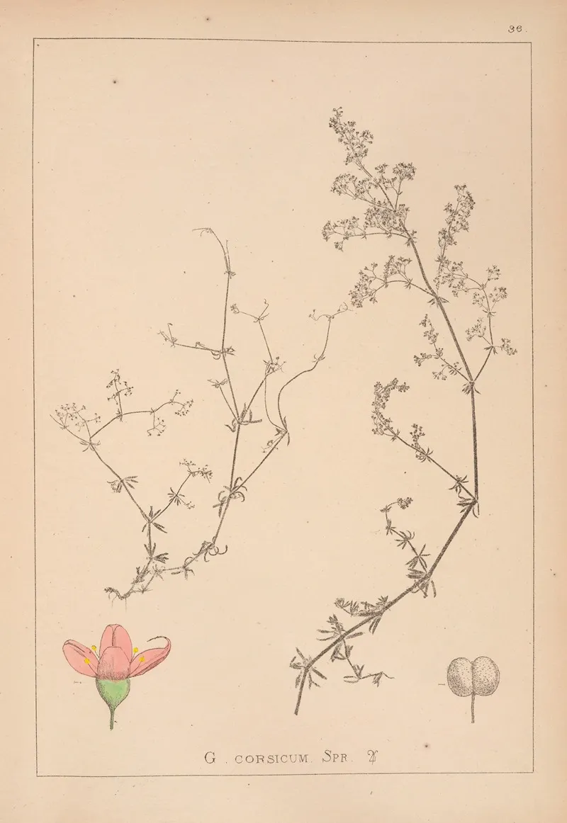 Herbier De La Flore Francaise Pl 0613 by Louis Antoine Cusin - Canvas Print
