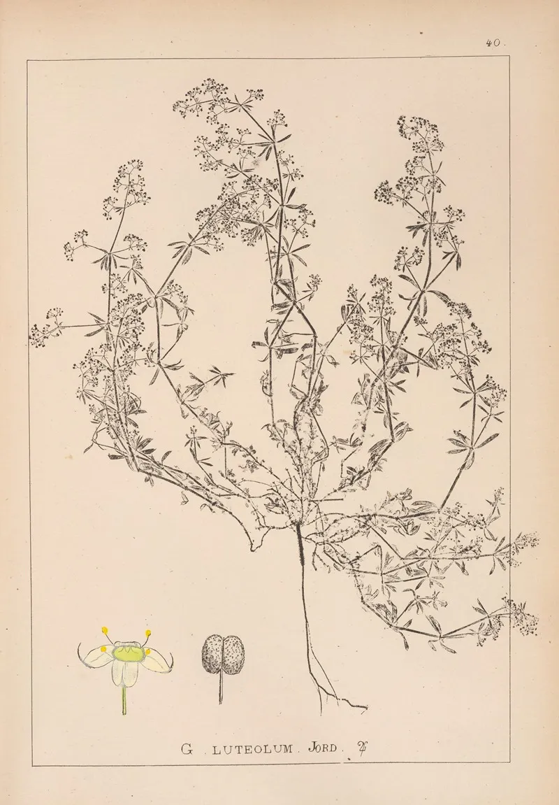 Herbier De La Flore Francaise Pl 0616 by Louis Antoine Cusin - Canvas Print