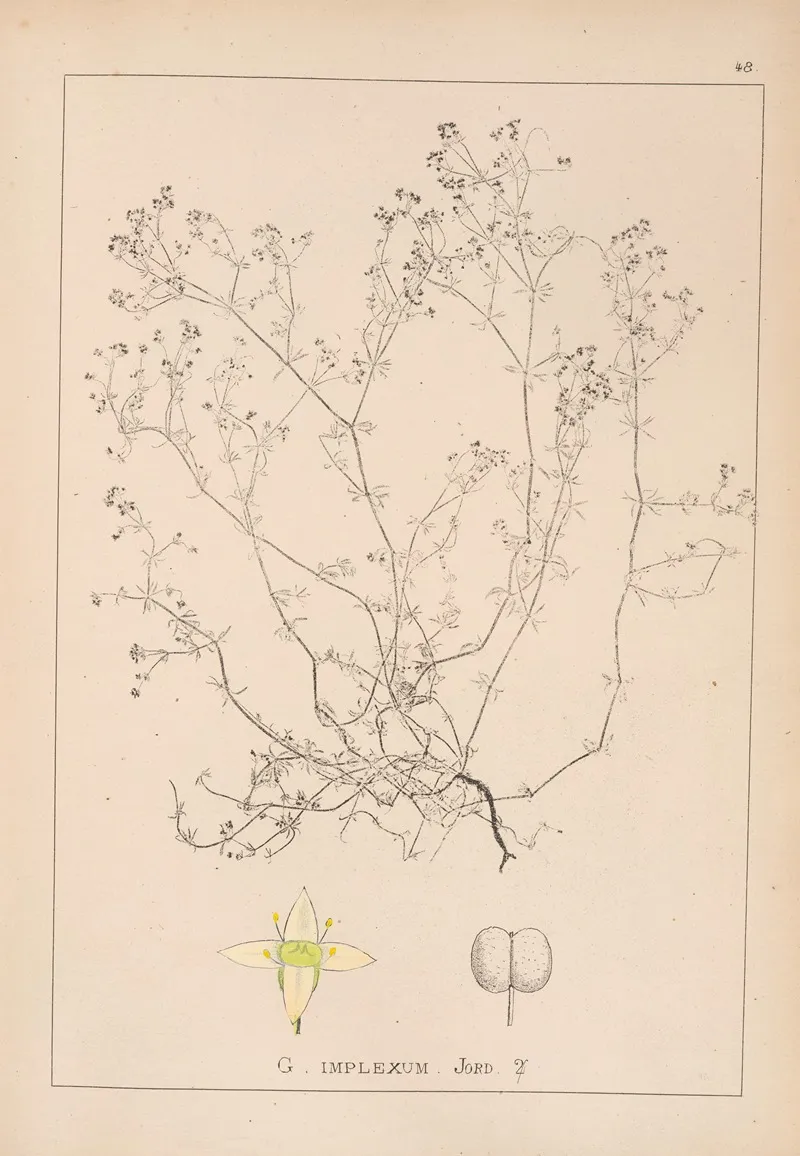 Herbier De La Flore Francaise Pl 0621 by Louis Antoine Cusin - Canvas Print