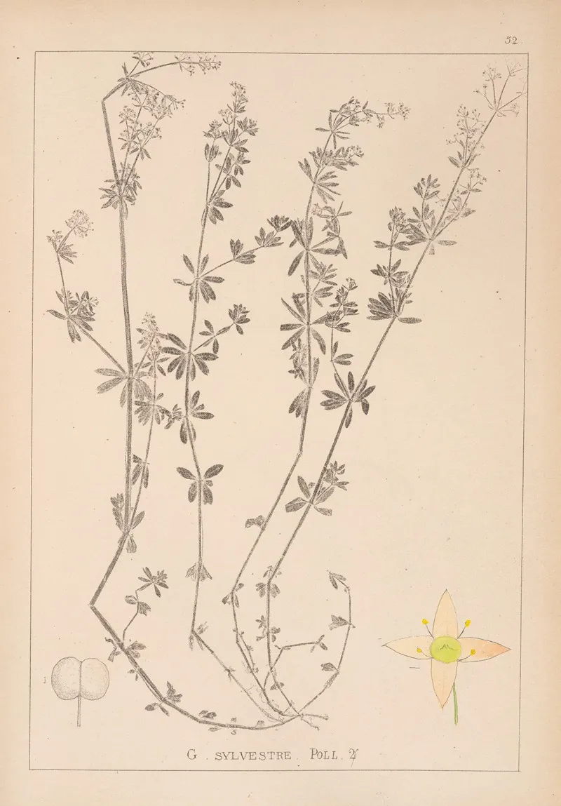 Herbier De La Flore Francaise Pl 0624 by Louis Antoine Cusin - Canvas Print
