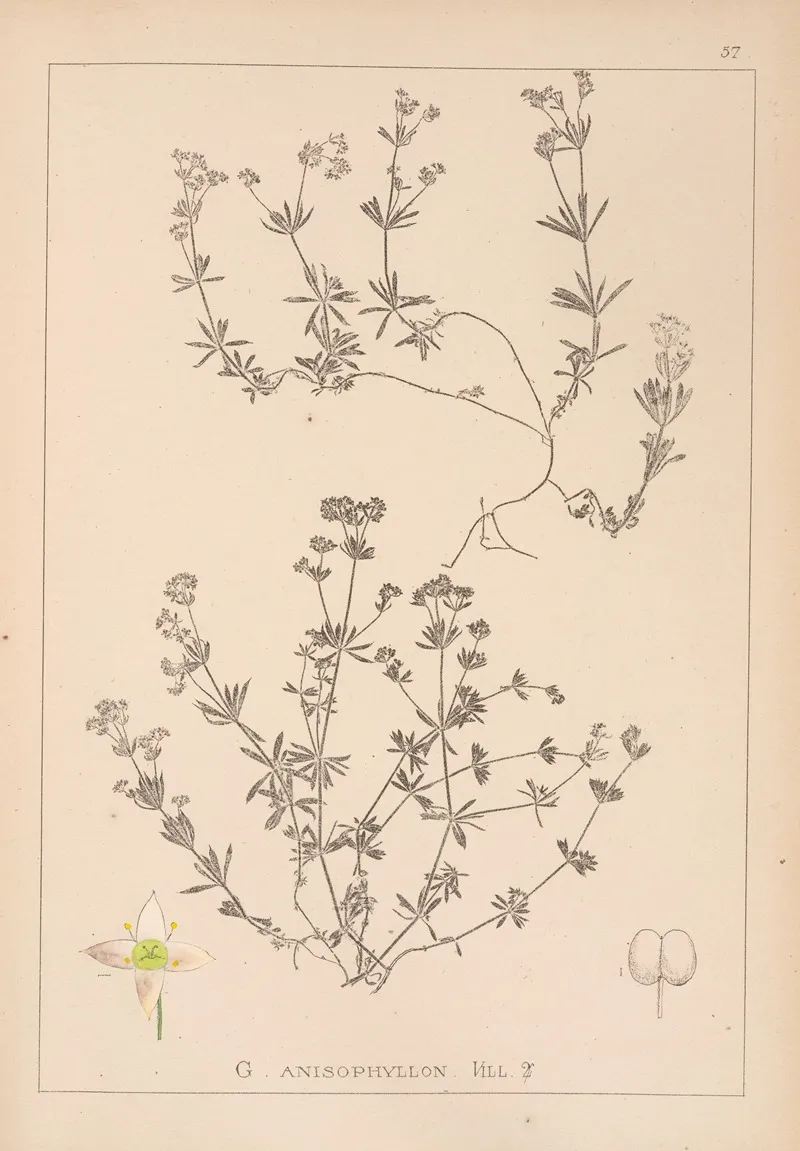 Herbier De La Flore Francaise Pl 0629 by Louis Antoine Cusin - Canvas Print