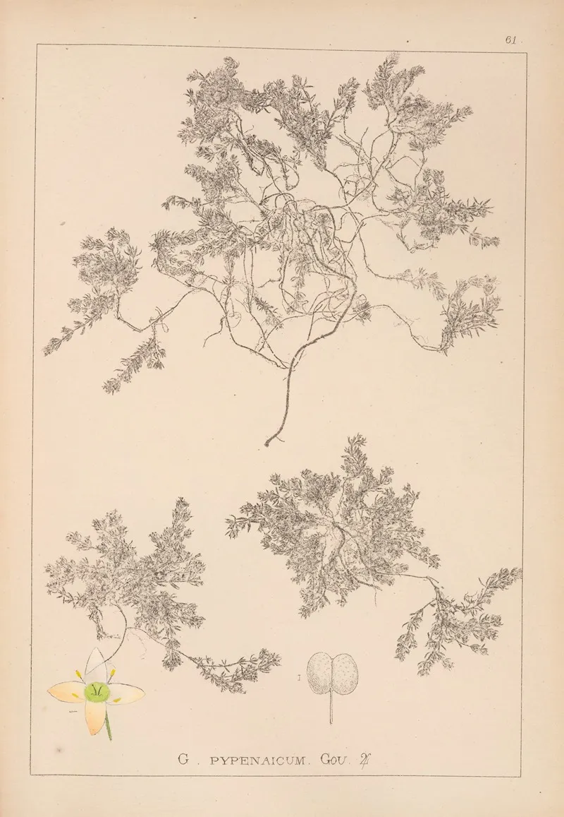 Herbier De La Flore Francaise Pl 0634 by Louis Antoine Cusin - Canvas Print
