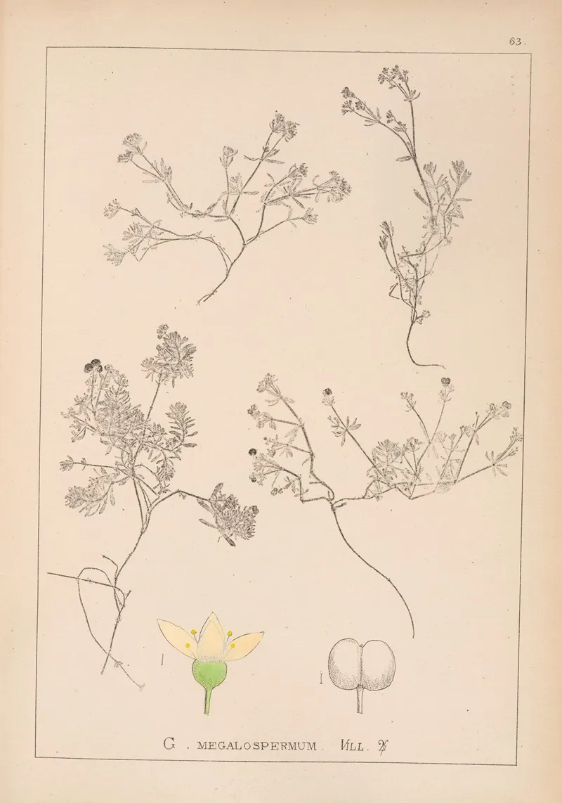 Herbier De La Flore Francaise Pl 0636 by Louis Antoine Cusin - Canvas Print
