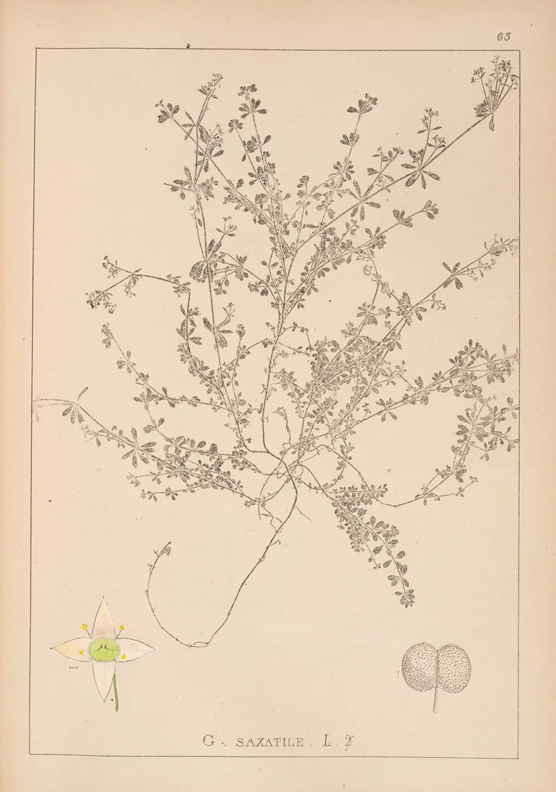 Herbier De La Flore Francaise Pl 0638 by Louis Antoine Cusin - Canvas Print