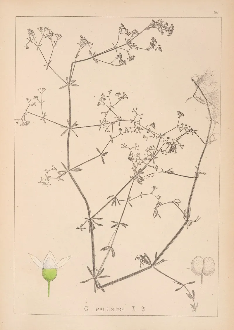 Herbier De La Flore Francaise Pl 0639 by Louis Antoine Cusin - Canvas Print